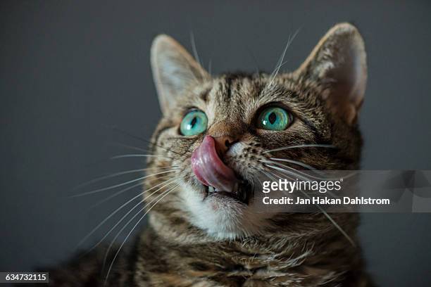 curious cat licking its nose - cat sticking out tongue stock pictures, royalty-free photos & images