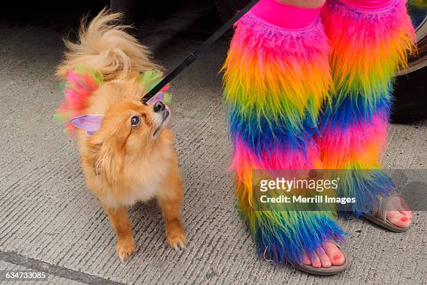 seattle gay pride parade - fur dress stock-fotos und bilder