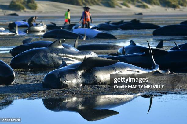 This picture taken on February 11, 2017 shows pilot whales lying on a beach during a mass stranding at Farewell Spit. Most of the more than 200...