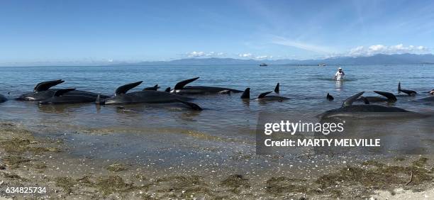 This picture taken on February 11, 2017 shows dead pilot whales lining the shore after a mass stranding at Farewell Spit. Whale rescuers were...
