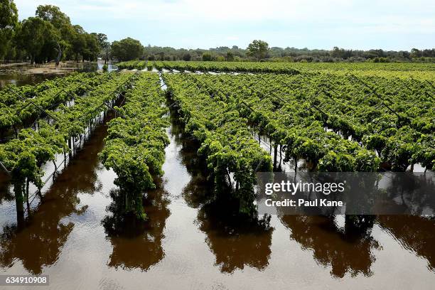 Vineyards are seen flooded as waters rise in the Swan River on February 12, 2017 in the suburb of West Swan in Perth, Australia. Parts of Western...