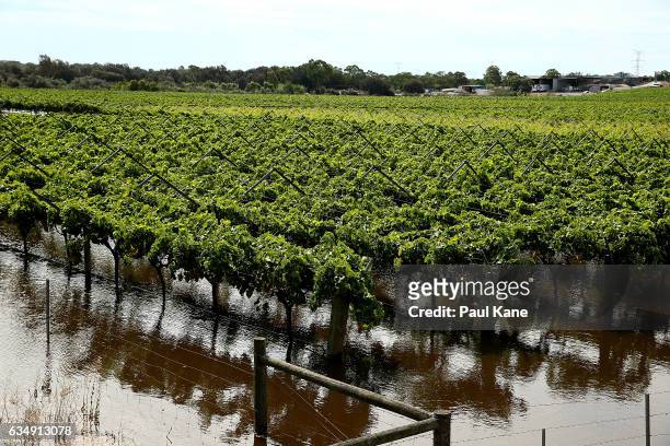 Vineyards are seen flooded as waters rise in the Swan River on February 12, 2017 in the suburb of West Swan in Perth, Australia. Parts of Western...