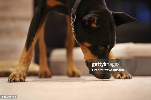 Melissa Grelo, Co-Host of The Social and Your Morning, has a Doberman pinscher named Sultan. In Toronto.