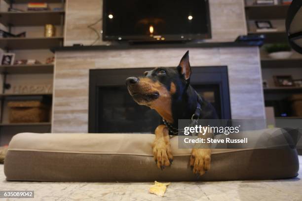 Melissa Grelo, Co-Host of The Social and Your Morning, has a Doberman pinscher named Sultan. In Toronto.