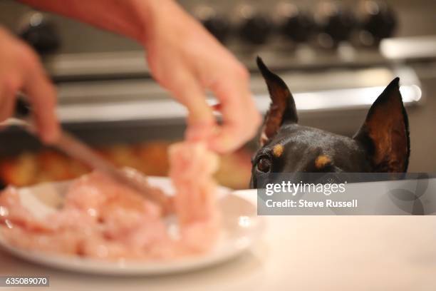 Melissa Grelo, Co-Host of The Social and Your Morning, has a Doberman pinscher named Sultan. In Toronto.