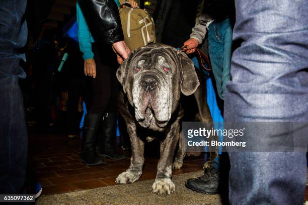 Neopolitan Mastiff dog stands among the crowd during the annual Meet the Breed event ahead of the 141st Westminster Kennel Club Dog Show in New York,...