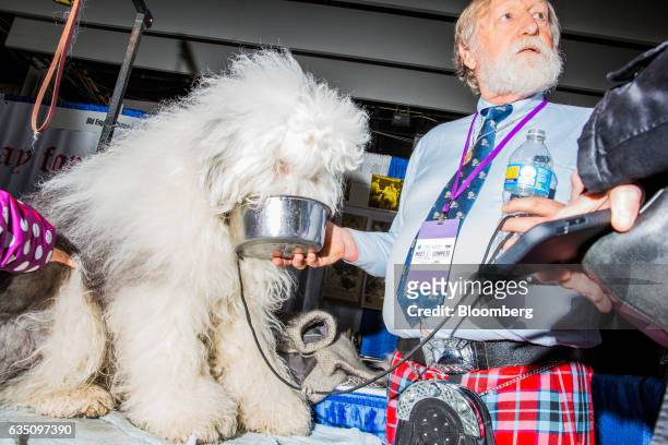 Handler gives water to an Old English Sheepdog during the annual Meet the Breed event ahead of the 141st Westminster Kennel Club Dog Show in New...