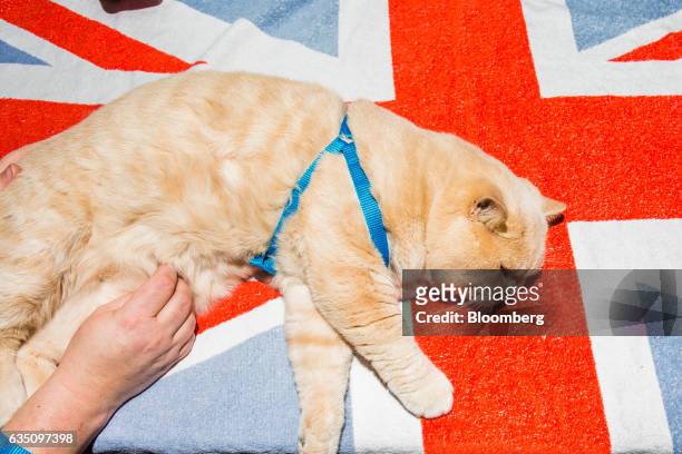 British Shorthair cat takes a nap during the annual Meet the Breed event ahead of the 141st Westminster Kennel Club Dog Show in New York, U.S., on...