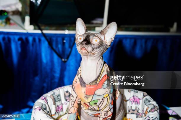 Sphynx cat sits for a photograph during the annual Meet the Breed event ahead of the 141st Westminster Kennel Club Dog Show in New York, U.S., on...