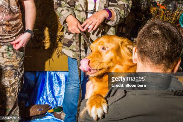Nova Scotia Duck Tolling Retriever dog greets an attendee during the annual Meet the Breed event ahead of the 141st Westminster Kennel Club Dog Show...