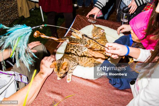 Attendees play with Bengal cats during the annual Meet the Breed event ahead of the 141st Westminster Kennel Club Dog Show in New York, U.S., on...