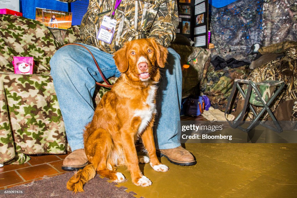 Meet The Breeds At The Westminster Kennel Club Dog Show