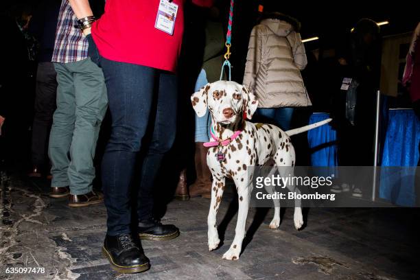 Liver Dalmatian dog attends the annual Meet the Breed event ahead of the 141st Westminster Kennel Club Dog Show in New York, U.S., on Saturday, Feb....