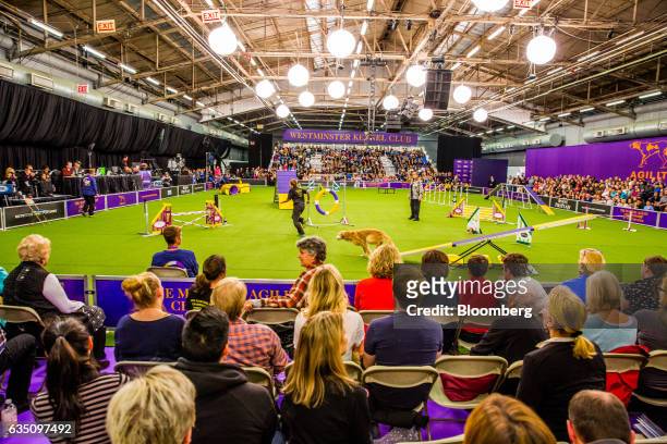 Attendees watch as a dog participates in the agility competition during the annual Meet the Breed event ahead of the 141st Westminster Kennel Club...