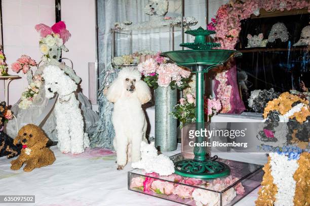 Standard Poodle stands next to flowers arranged to resemble dogs during the annual Meet the Breed event ahead of the 141st Westminster Kennel Club...