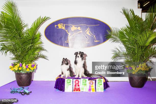 Border Collie dogs sit for a photograph after qualifying in the agility competition during the annual Meet the Breed event ahead of the 141st...