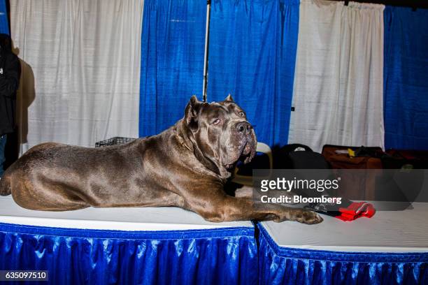Case Corso dog sits during the annual Meet the Breed event ahead of the 141st Westminster Kennel Club Dog Show in New York, U.S., on Saturday, Feb....