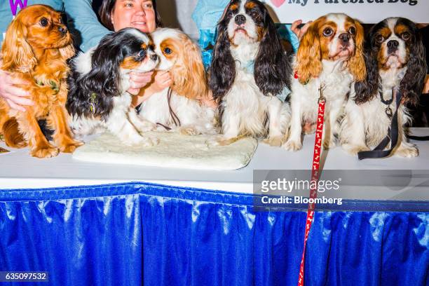Group of Cavalier King Charles Spaniel dogs sit for a photograph during the annual Meet the Breed event ahead of the 141st Westminster Kennel Club...