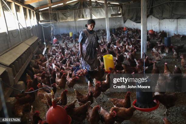 Cooperative farmer Luisa Huinel collects eggs on February 11, 2017 in the western highlands town of Cajola, Guatemala. Some 70 percent of the men in...