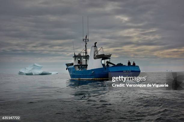 Ed Kean's vessel, the Green Water in the middle of icebergs in Bonavista Bay. As more icebergs drift south due to climate change, a few enterprising...