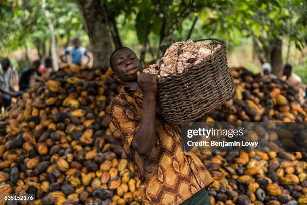 Young teen carries a basket filled with the "meaty" seeds of a cocoa plant in small secluded farming commune near Abengourou, Cote d'Ivoire.