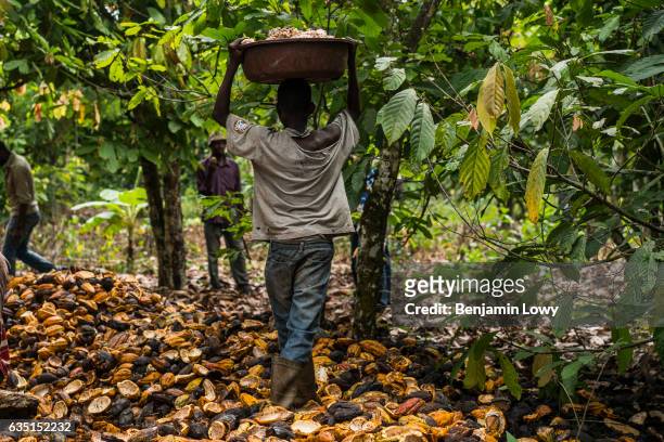 Young boy carries a basket filled with the "meaty" seeds of a cocoa plant in small secluded farming commune near Abengourou, Cote d'Ivoire.