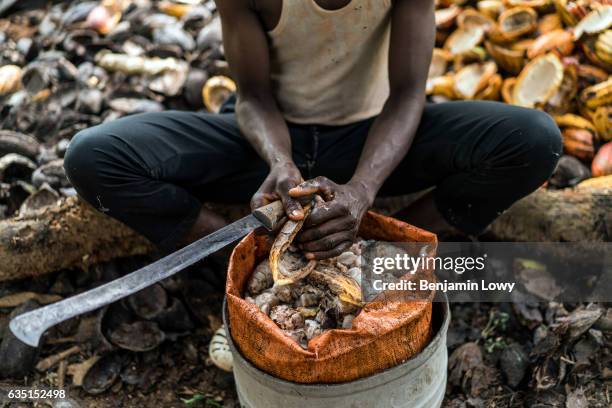 Farmer sits next to a mound of Cocoa melons, breaking them open and scooping the fleshy seeds out. Eventually the "meat" of the fruit is discarded...