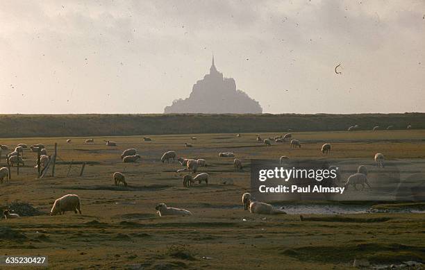 Sheep grazing in the green pastures of Normandy against the silhouette of the Mont-Saint-Michel. France, ca. 1950-1980.