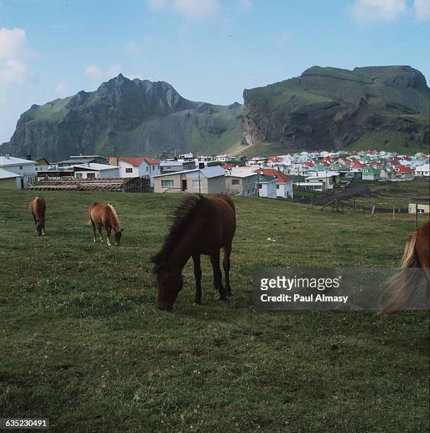 Ponies graze in pasture adjacent to a town in Westman Islands, Iceland.
