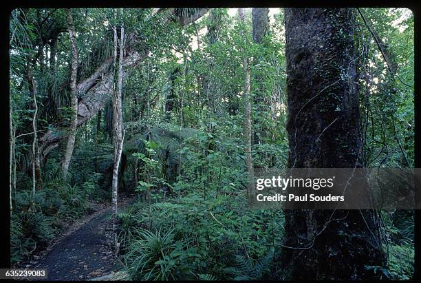 Path winds through the thick vegetation of the Waipoua Kauri Forest Reserve, set aside in 1952. The reserve incorporates the largest remaining stand...