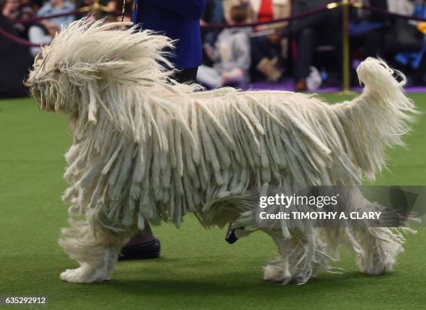 Komondor "BettyBoop" is seen in the judging area during day two of competition at the Westminster Kennel Club 141st Annual Dog Show in New York on...