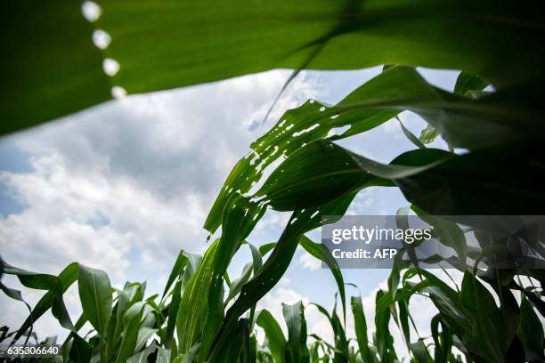 This picture taken on February 14 shows the shredded leaves of corn crop caused by an infestation of armyworm in Onderstepoort, north of Pretoria.