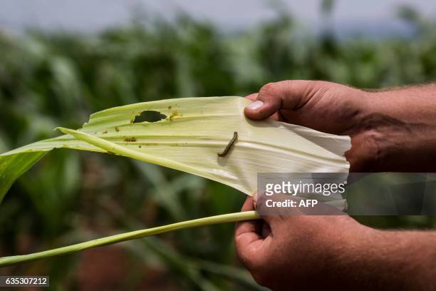 Farm owner shows the armyworm on a leaf of corn crop on a farm in Onderstepoort just north of Pretoria on February 14, 2017. GULSHAN KHAN / AFP / AFP...