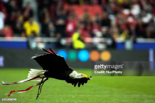 Benficas eagle Vitoria flies over the pitch moments before the Champions League football match between SL Benfica and Borussia Dortmund at Luz...
