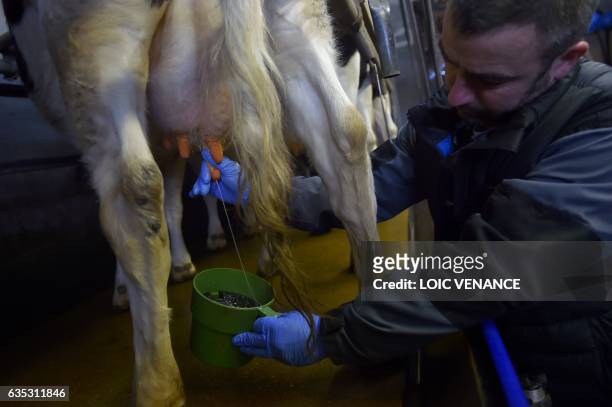 Farmer milks French Pie Noir dairy cows on February 14, 2017 in Plesse, western France, in an organic dairy farm. / AFP / LOIC VENANCE