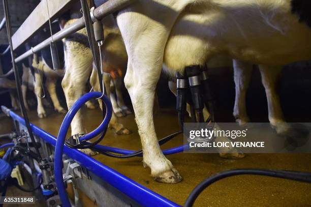 Farmer milks French Pie Noir dairy cows on February 14, 2017 in Plesse, western France, in an organic dairy farm.