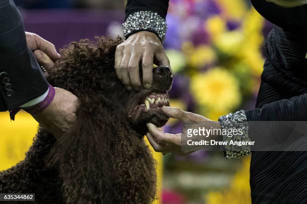 An Irish Water Spaniel gets his teeth checked during competition in the sporting category on the final night at the Westminster Kennel Club Dog Show...