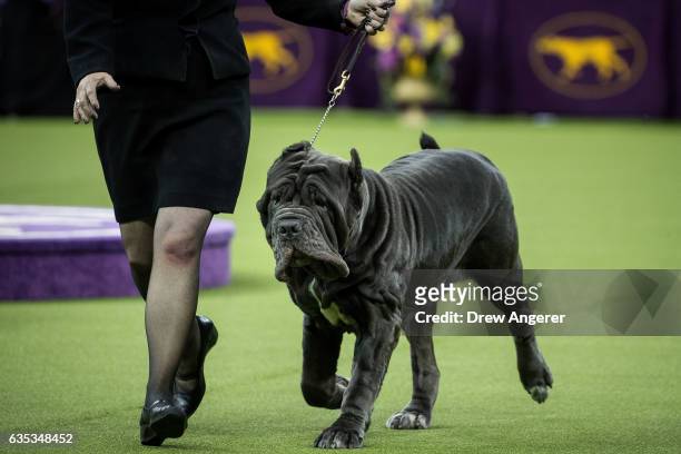 Neapolitan Mastiff runs during competition in the working category on the final night at the Westminster Kennel Club Dog Show at Madison Square...