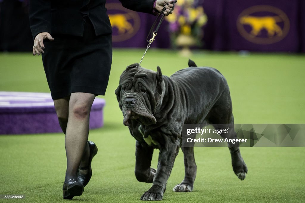 Canine Champions Compete In The Westminster Dog Show