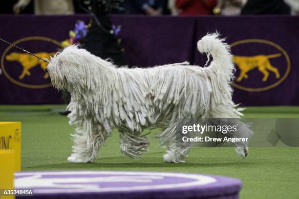 Betty the Komondor runs during competition in the working category on the final night at the Westminster Kennel Club Dog Show at Madison Square...