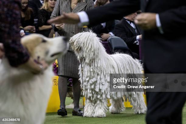 Betty the Komondor waits to be judged in the working category on the final night at the Westminster Kennel Club Dog Show at Madison Square Garden,...