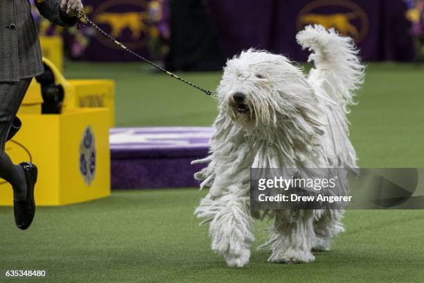 Betty the Komondor runs during competition in the working category on the final night at the Westminster Kennel Club Dog Show at Madison Square...