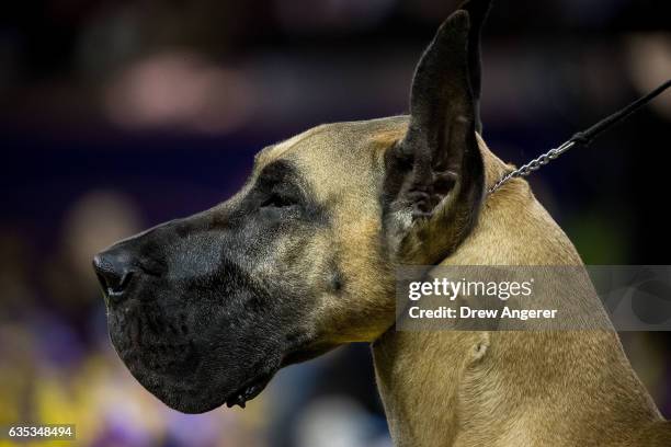 Great Dane competes in the working category on the final night at the Westminster Kennel Club Dog Show at Madison Square Garden, February 14, 2017 in...