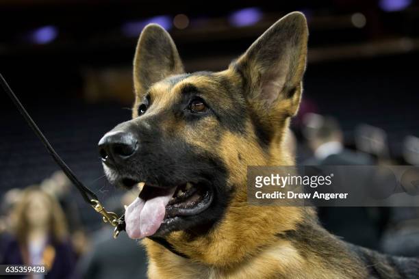 Rumor the German Shepherd poses for photos after winning Best In Show at the Westminster Kennel Club Dog Show at Madison Square Garden, February 14,...