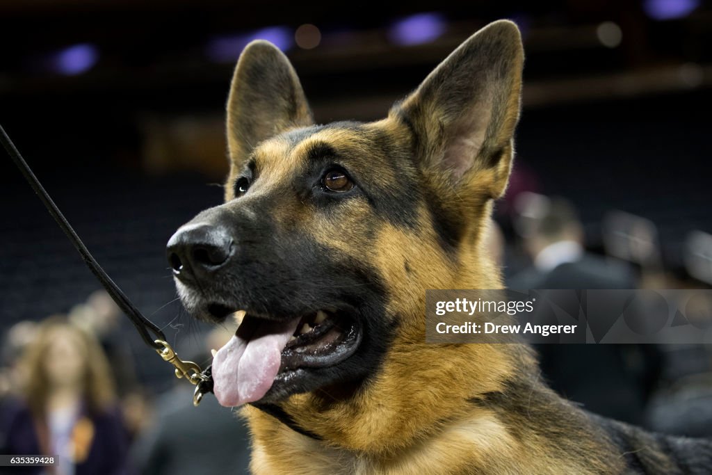 Canine Champions Compete In The Westminster Dog Show