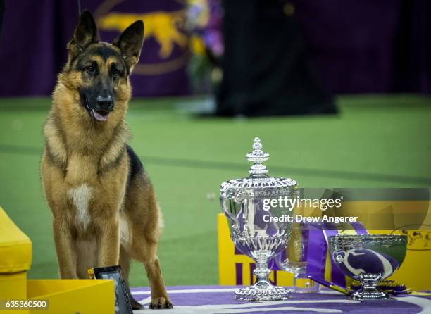Rumor the German Shepherd and handler Kent Boyles pose for photos after winning Best In Show at the Westminster Kennel Club Dog Show at Madison...