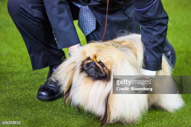 Handler attends to a Pekingese ahead of competing at the 141st Westminster Kennel Club Dog Show in New York, U.S., on Tuesday, Feb. 14, 2017. The...