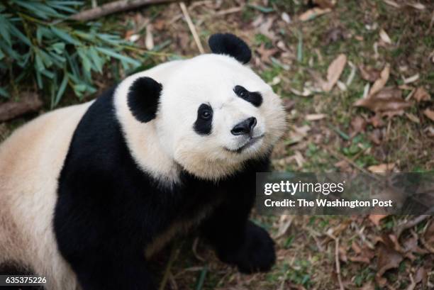 Bao Bao looks up at a zoo keeper who is going to give her a treat. A large group of Smithsonian's National Zoo Fonz members gathered on the morning...