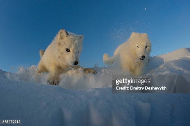 polar foxes looking for prey in the snowy tundra. - arctic fox stock pictures, royalty-free photos & images