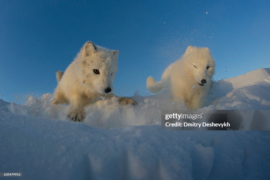 Polar raposas procurando presa na neve tundra.